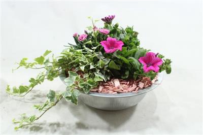 <h4>2416 Ziver Zink Roze Pl Bt</h4>