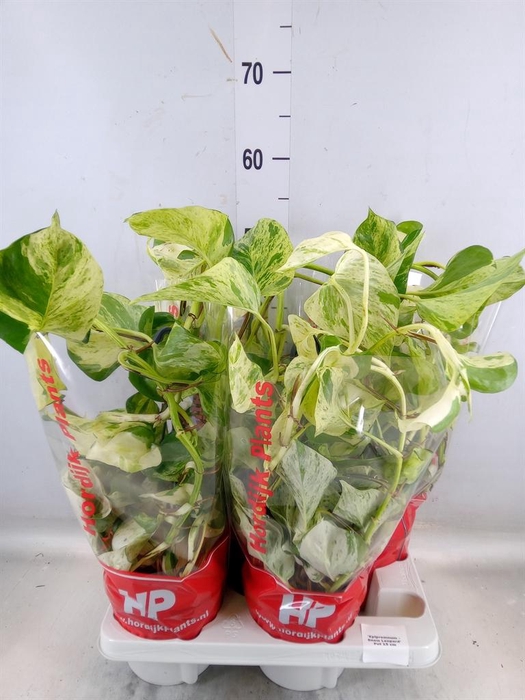 <h4>Epipremnum   ...</h4>