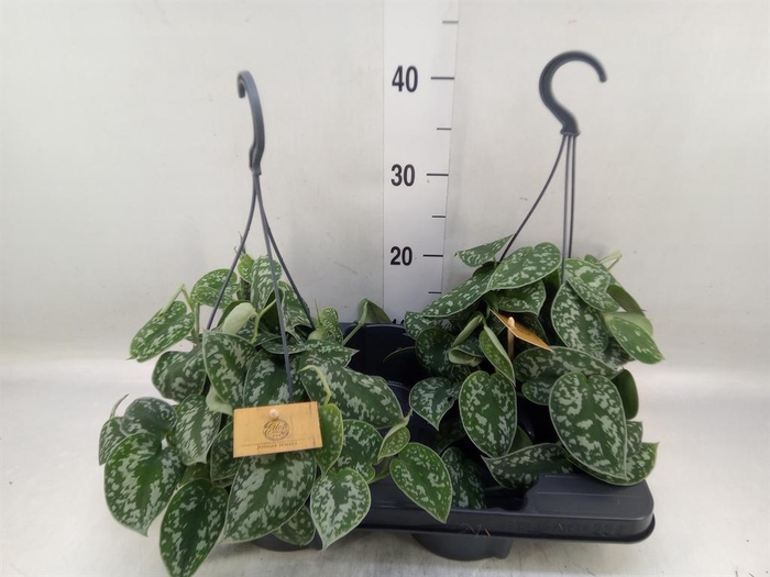 <h4>Scindapsus   ...</h4>