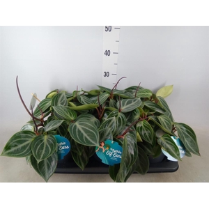 Peperomia