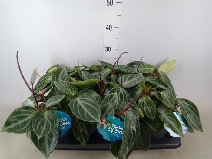 <h4>Peperomia</h4>