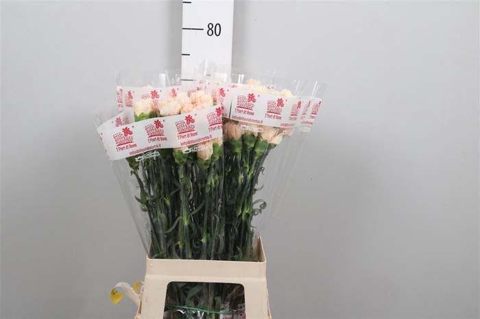 <h4>Di St Apple Tea</h4>