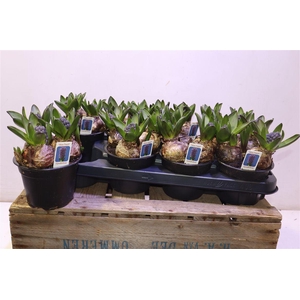 arr8 Hyacin Ov Blauw