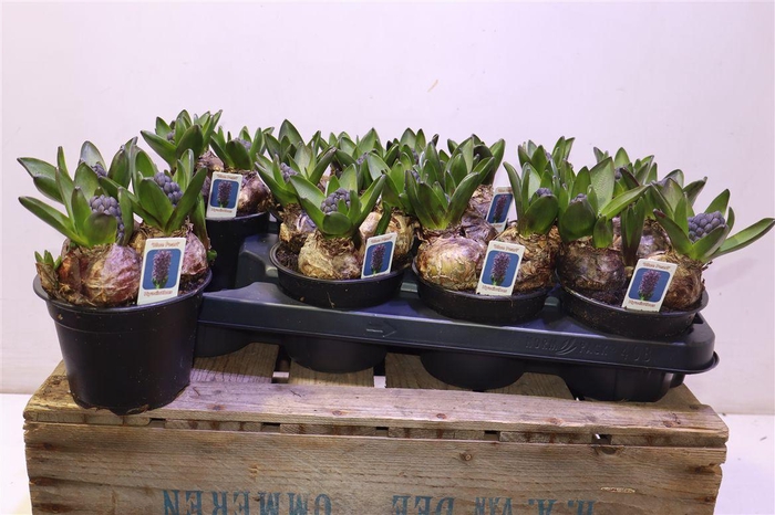 <h4>Hyacin Ov Blauw</h4>