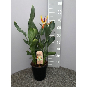 Strelitzia reginae p21 met kunstbloem