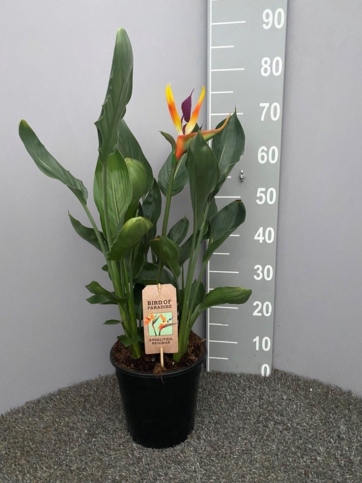 <h4>Strelitzia reginae p21 met kunstbloem</h4>