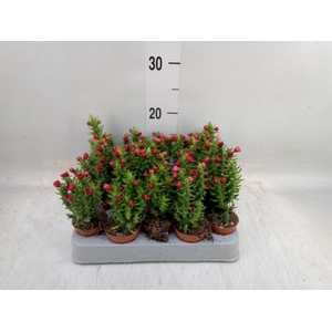 Austrocylindropuntia subulata