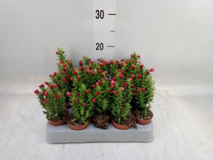 <h4>Austrocylindropuntia subulata</h4>