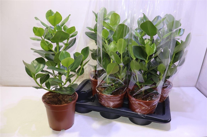 <h4>Clu Ro Princess</h4>