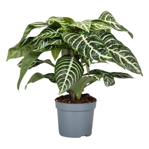 Botanica Aphelandra Green