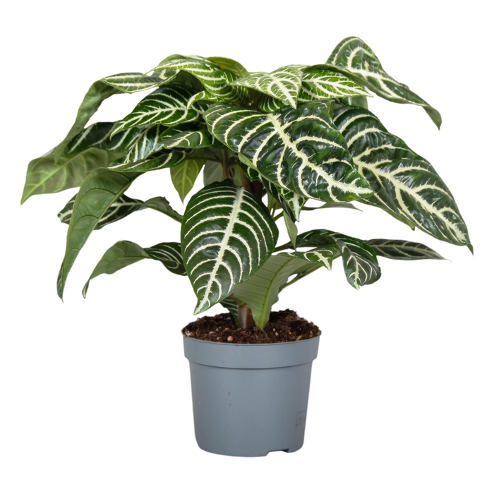 <h4>Botanica Aphelandra Green</h4>