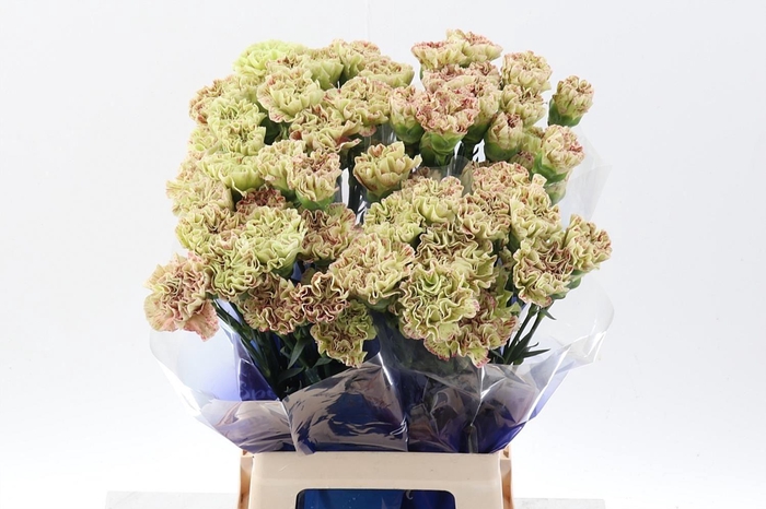 <h4>Dianthus ST 'Cover'</h4>