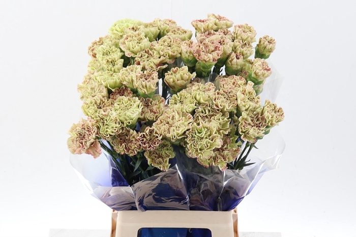 <h4>Dianthus ST 'Cover'</h4>