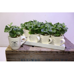 Coffea Arabica In Beker