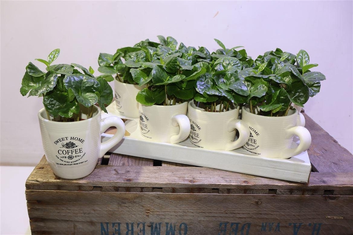 <h4>Coffea Arabica In Beker</h4>