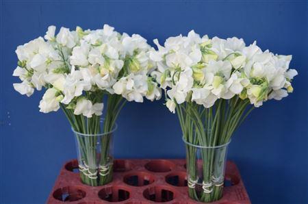 <h4>Lathyrus Wit</h4>