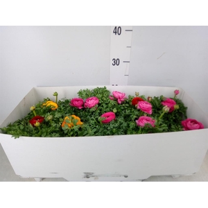 Ranunculus  'Sprinkles'