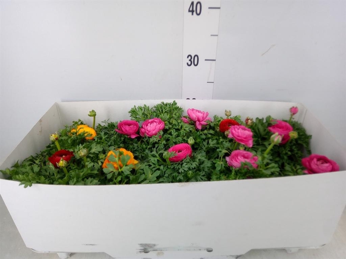 <h4>Ranunculus  'Sprinkles'</h4>