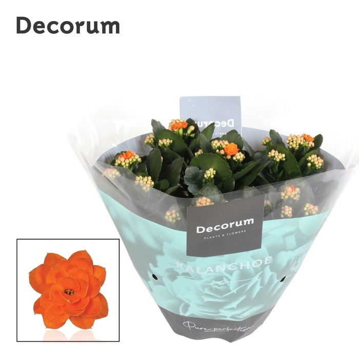 <h4>Kalanchoe Decorum - Orange</h4>