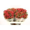 Hypericum Magical Triumph