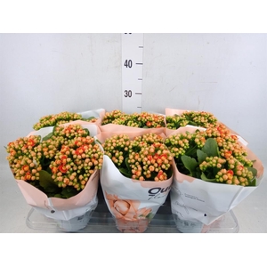 Kalanchoe  'MoreFlow Geneva'