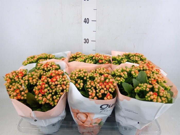 <h4>Kalanchoe  'MoreFlow Geneva'</h4>