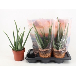 Aloe vera
