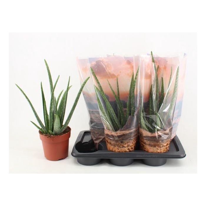 <h4>Aloe vera</h4>