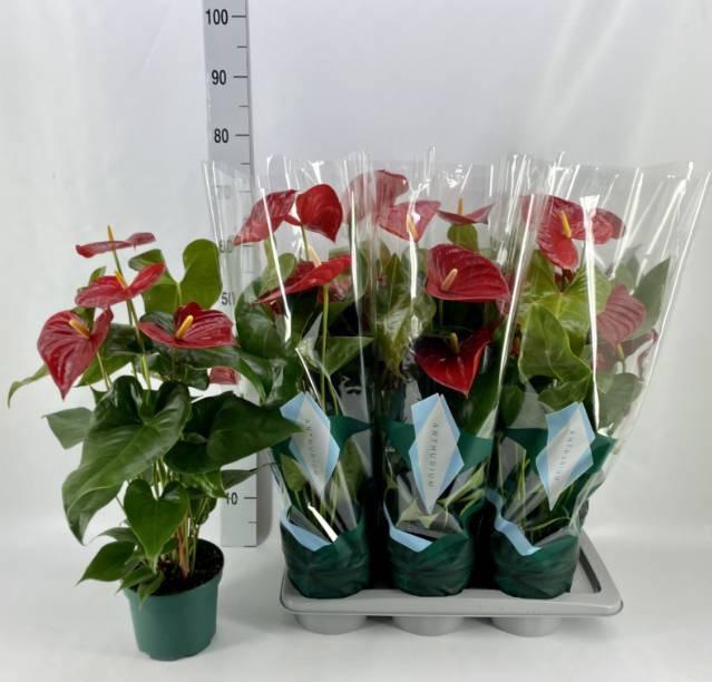 <h4>ANTHU AN AREBO</h4>