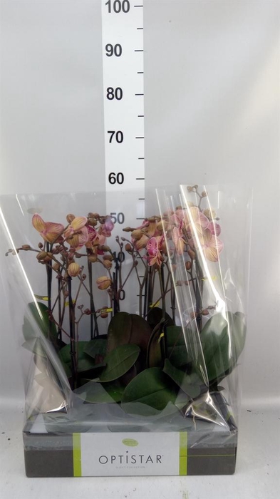 <h4>Phalaenopsis   ...red</h4>