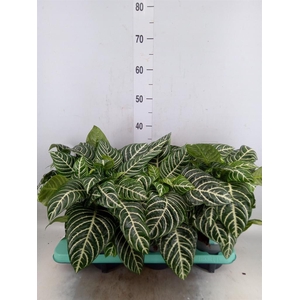 Aphelandra squar.