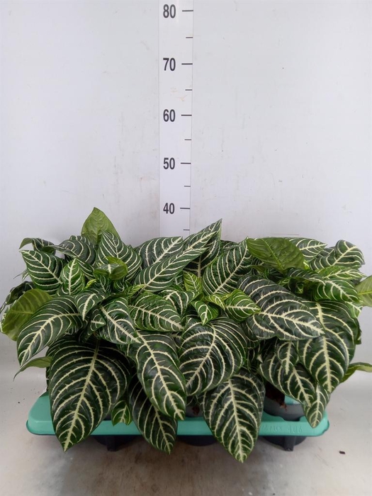 <h4>Aphelandra squar.</h4>