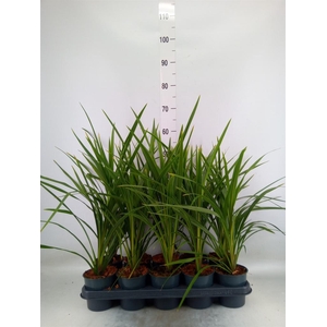 Cordyline indivisa 'Peko'