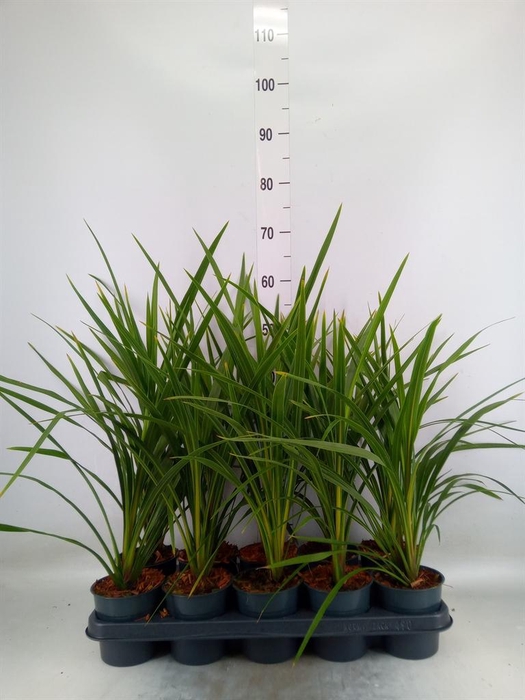 <h4>Cordyline indivisa 'Peko'</h4>