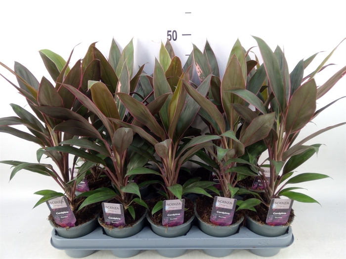 <h4>Cordyline fruti. 'Rumba'</h4>