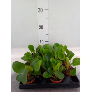 Pilea peperomioides