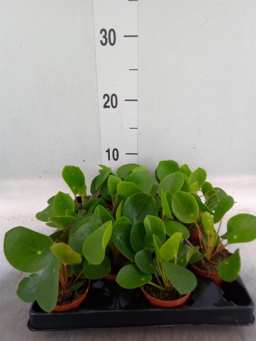 <h4>Pilea peperomioides</h4>