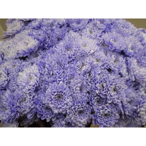 Chr T Altaj Pastel Lilac