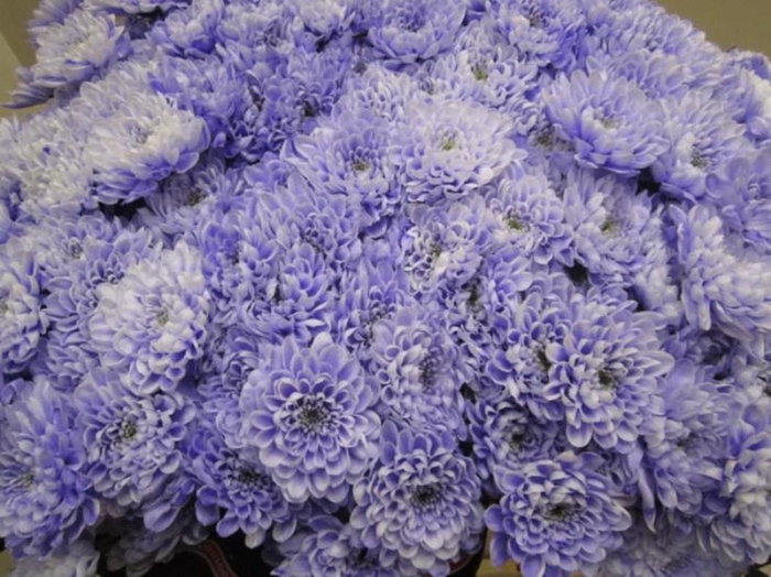 <h4>Chr T Altaj Pastel Lilac</h4>