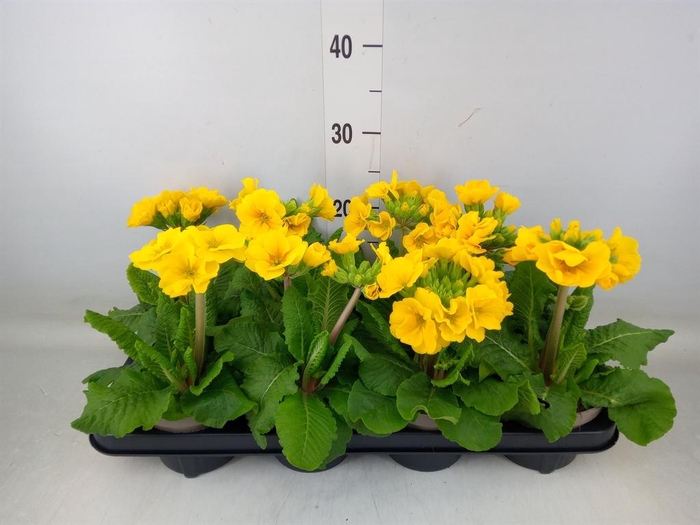 <h4>Primula elat.</h4>