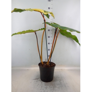 Philodendron   ...