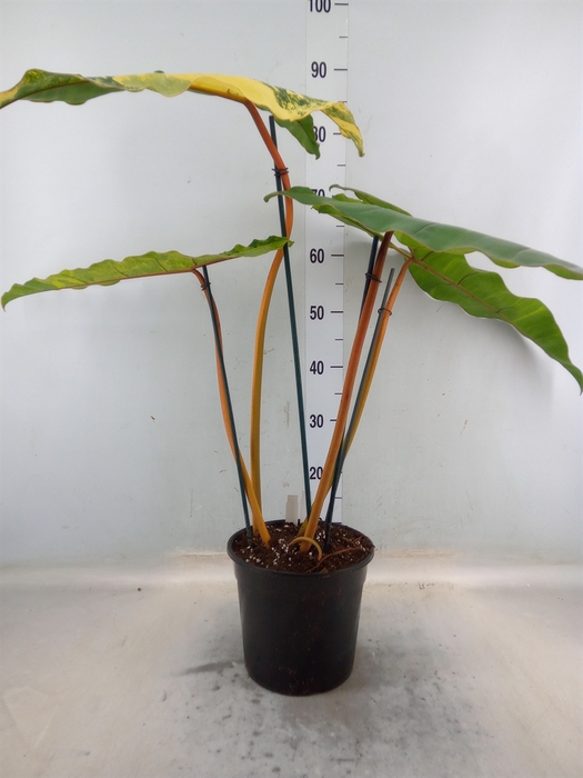 <h4>Philodendron   ...</h4>