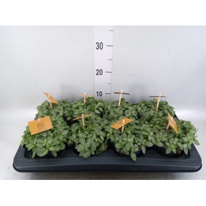 Fittonia verschaf.