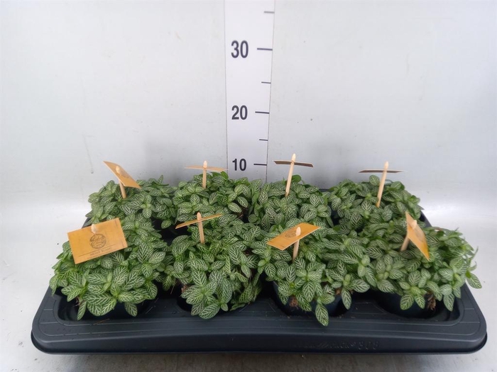 <h4>Fittonia verschaf.</h4>