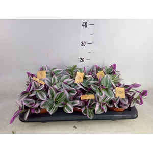 Tradescantia albif. 'Nanouk'