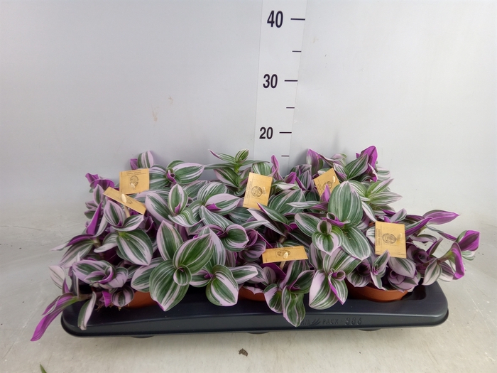 <h4>Tradescantia albif. 'Nanouk'</h4>