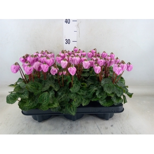 Cyclamen KL 'Windbell'
