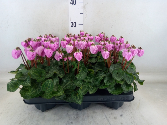 <h4>Cyclamen KL 'Windbell'</h4>