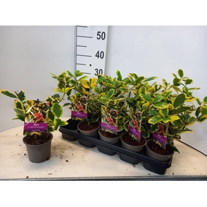 ILEX AL GOLDEN KING
