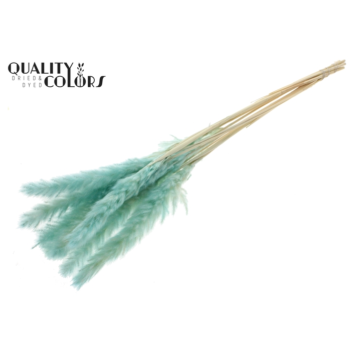 <h4>Fluffy Pampas 10pc/bunch Bleached Turquoise</h4>